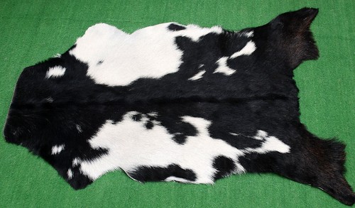Genuine goat hide - goat, on