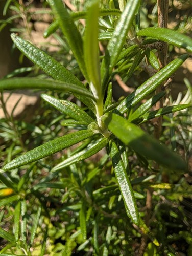 Potted rosemary plant - 2l,