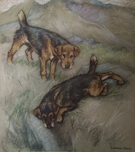Vintage lakeland terrier dogs - vintage,