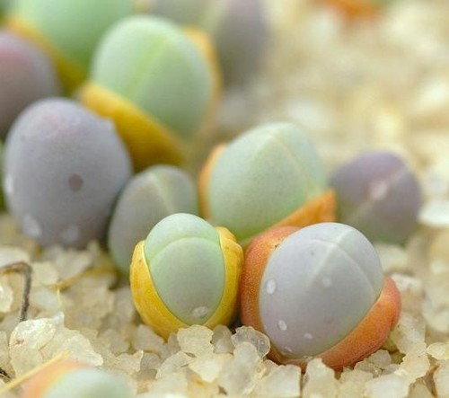Gibbaeum comptonii exotic