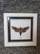  Taxidermy Huge Jade Hawkmoth Butterfly Frame (Daphnis hypothous) 