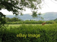 Photo 6x4 Horse grazing Hook