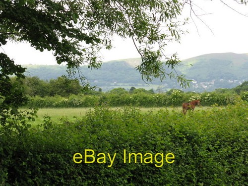 Photo 6x4 horse - photo,