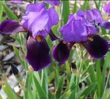 Historic Iris Germanica