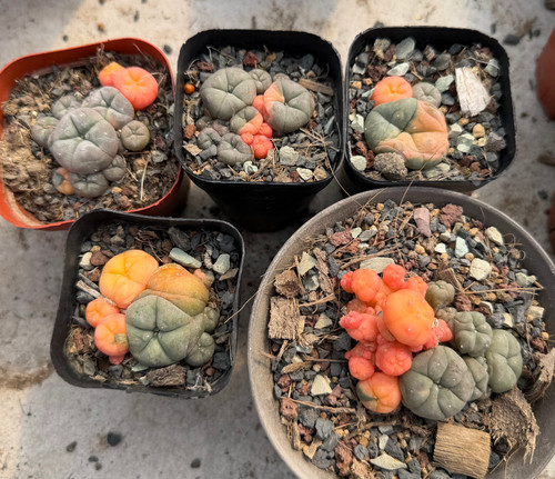 5pcs sale rare cacti plant - sale, w