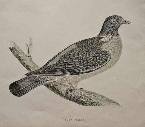 Wood pigeon antique - wood,