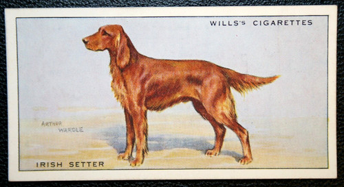 Irish setter wardle - irish, by