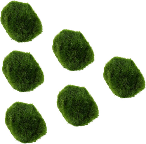 Marimo moss balls live - x,