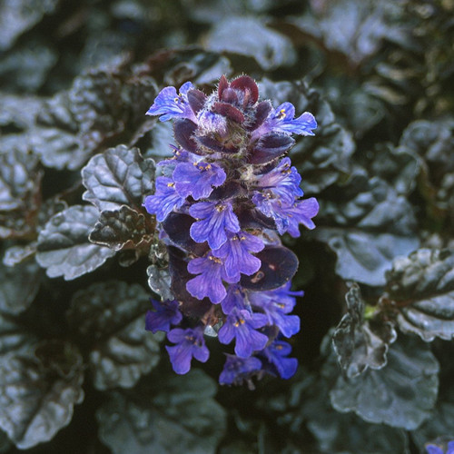 Ajuga reptans black scallop - 'black, scallop'