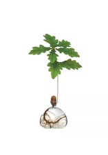 Acorn Vase + 3 Sprouted Acorns, Germinated Acorns , English Oak 