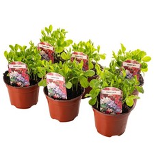 6 x Bedding Plants Sweet Pea