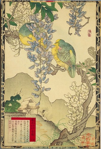 Wisteria white bellied green - wisteria,