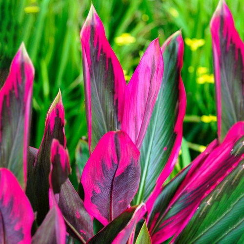 Cordyline tango cabbage - -,