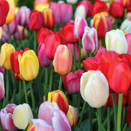 Tulip mixed spring - tulip, bulb