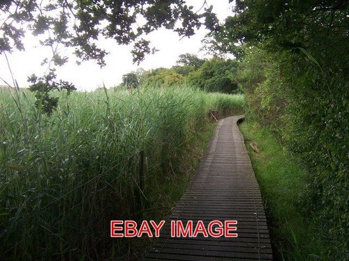 Photo board walk and reed - photo,