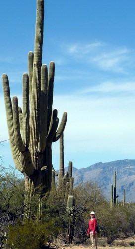 True giant cactus - , up