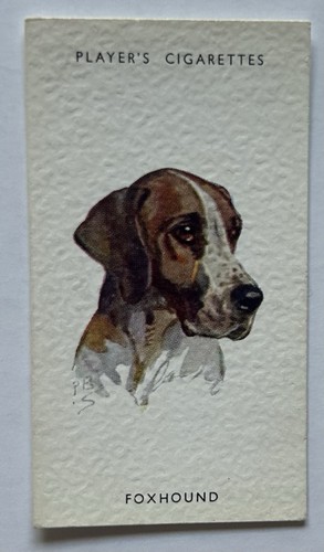 Player dogs heads - dogs’,