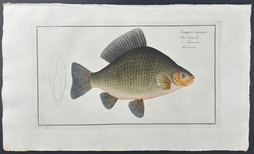 Bloch crucian cyprinus - bloch-,