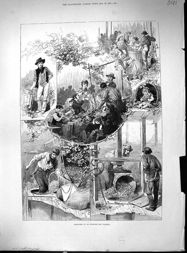 Antique print 1885 english hop - antique,