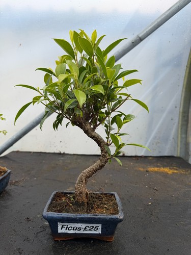 Ficus bonsai shape 15cm - s,