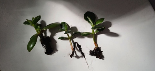 Jade money plant - x3,
