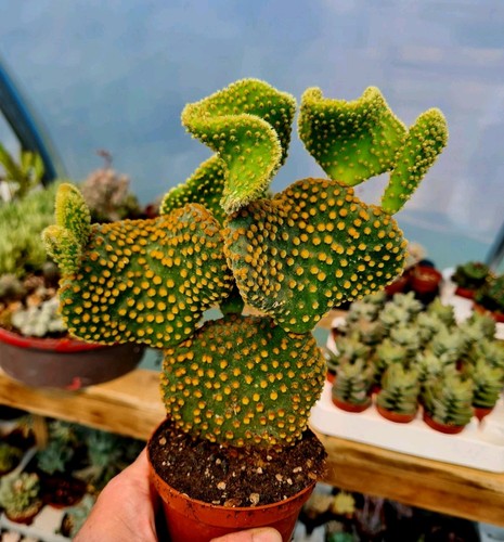 Opuntia microdasys cristata - opuntia,