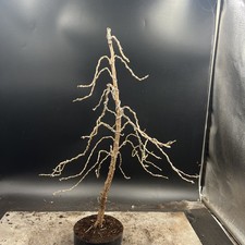  Japanese Larch Bonsai Tree