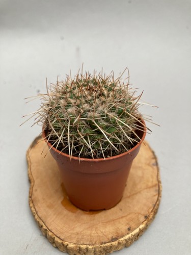 Mammillaria karwinskiana - mammillaria,