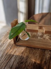 'Cebu Blue' Pothos House Plant