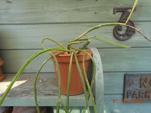 Rhipsalis micrantha - , f