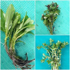 3 x Water Mint 6 x Forget me not 3 x Veronica stems Pond Plants Marginal Native