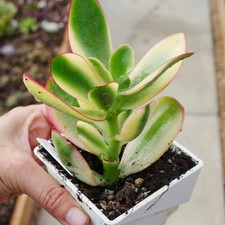 Crassula ovata 'Lemon and