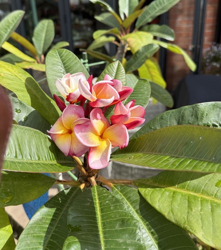 Large plumeria plants - large,