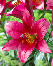 4 x Lily Purple Prince Bulbs -