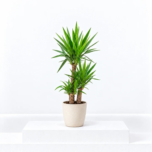 Yucca elephantipes 21cm pot - yucca,