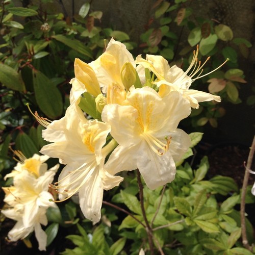 Azalea anneke scented - azalea, 'anneke',