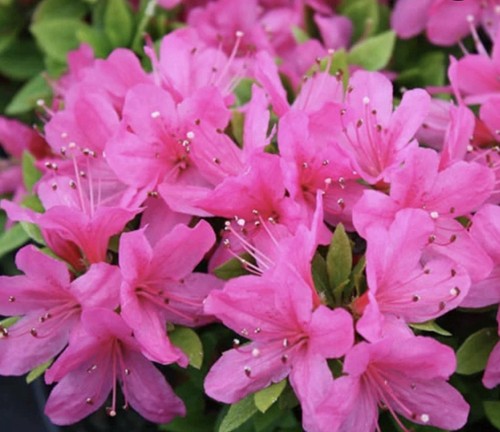 9cm azalea geisha pink - azalea,