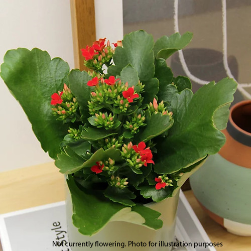 Kalanchoe succulent red - succulent,