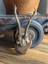 Vintage 27cm German Deer Antler Skull Mounted On Wooden Shield FREE POST