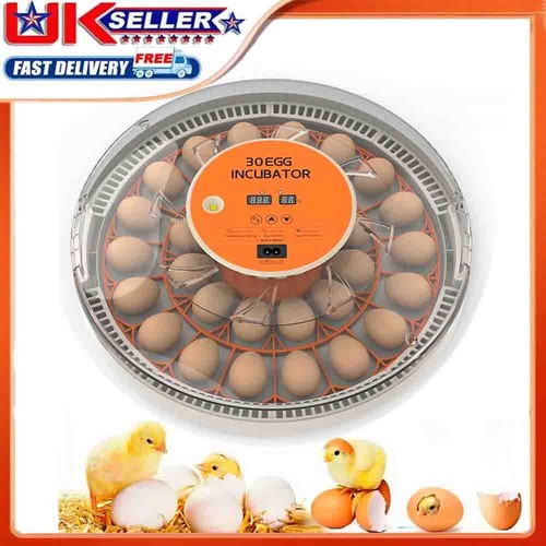 Eggs fully automatic - 30,