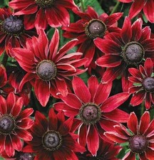 3 x Plug Plants CONEFLOWER - CHERRY BRANDY DWARF  Rudbeckia- For Garden & Pot