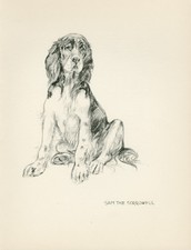 ENGLISH SPRINGER SPANIEL