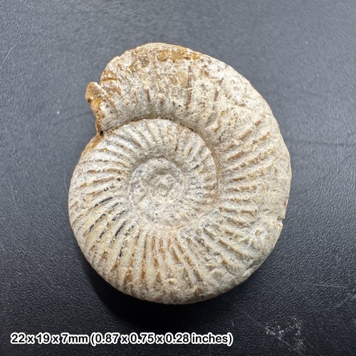 Perisphinctes ammonite fossil