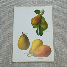 Vintage 1975 Original Pears Fruit Vegetable Food Kitchen Decor Art Print
