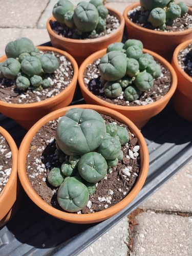 Rare seed grown cactus - seed,