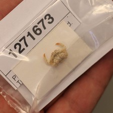 Leucosiidae crab specimen - leucosiidae,