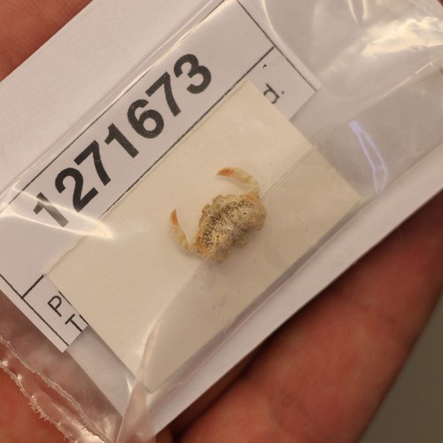 Leucosiidae crab specimen - leucosiidae,
