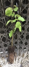 3 X Hazel Nut Tree / Bush ??️ Corylus avellana - Approx 40cm ?? Cell Grown