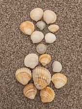 Sea Shells 15 Pieces From The