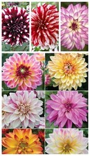Dahlia seeds .. Bicoloured mix